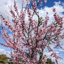 Pink flowering tree at Rosewood Arabians
