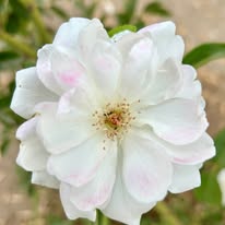 White rose blooming at Rosewood Arabians